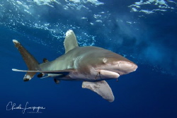 Longimanus with two hooks by Claude Lespagne 